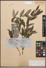 Foto von Salix caprea L. x Salix purpurea L.